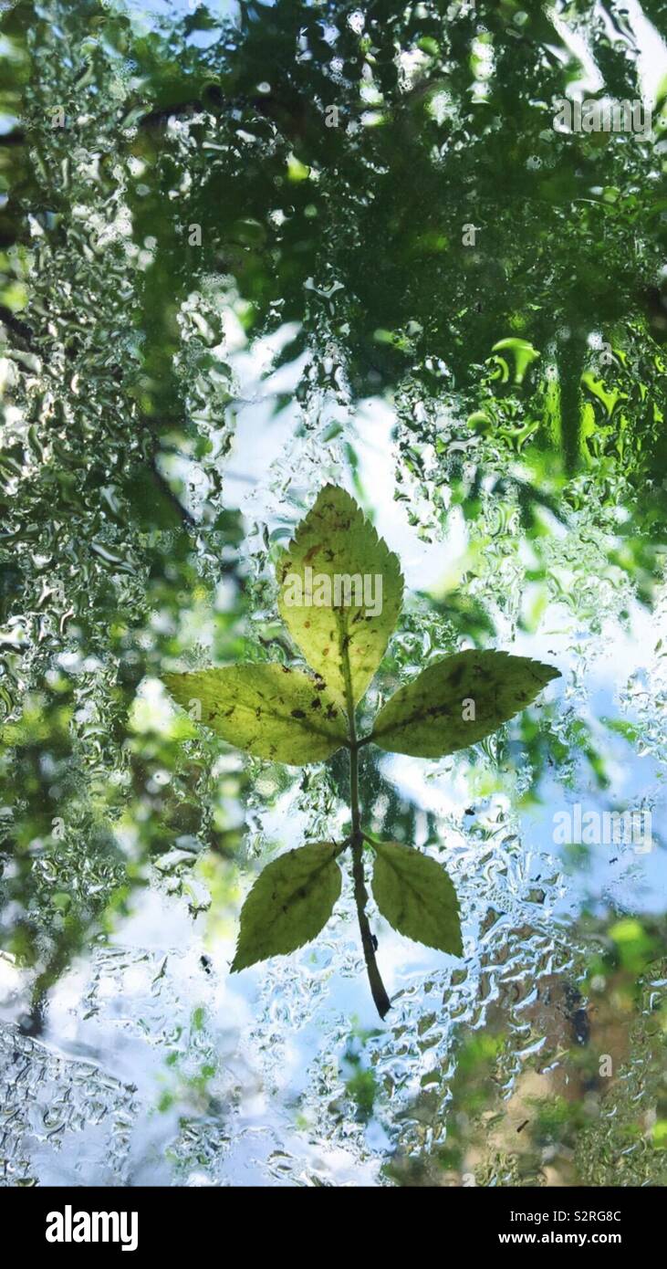 Fallen Leaf grâce à Wellington Banque D'Images