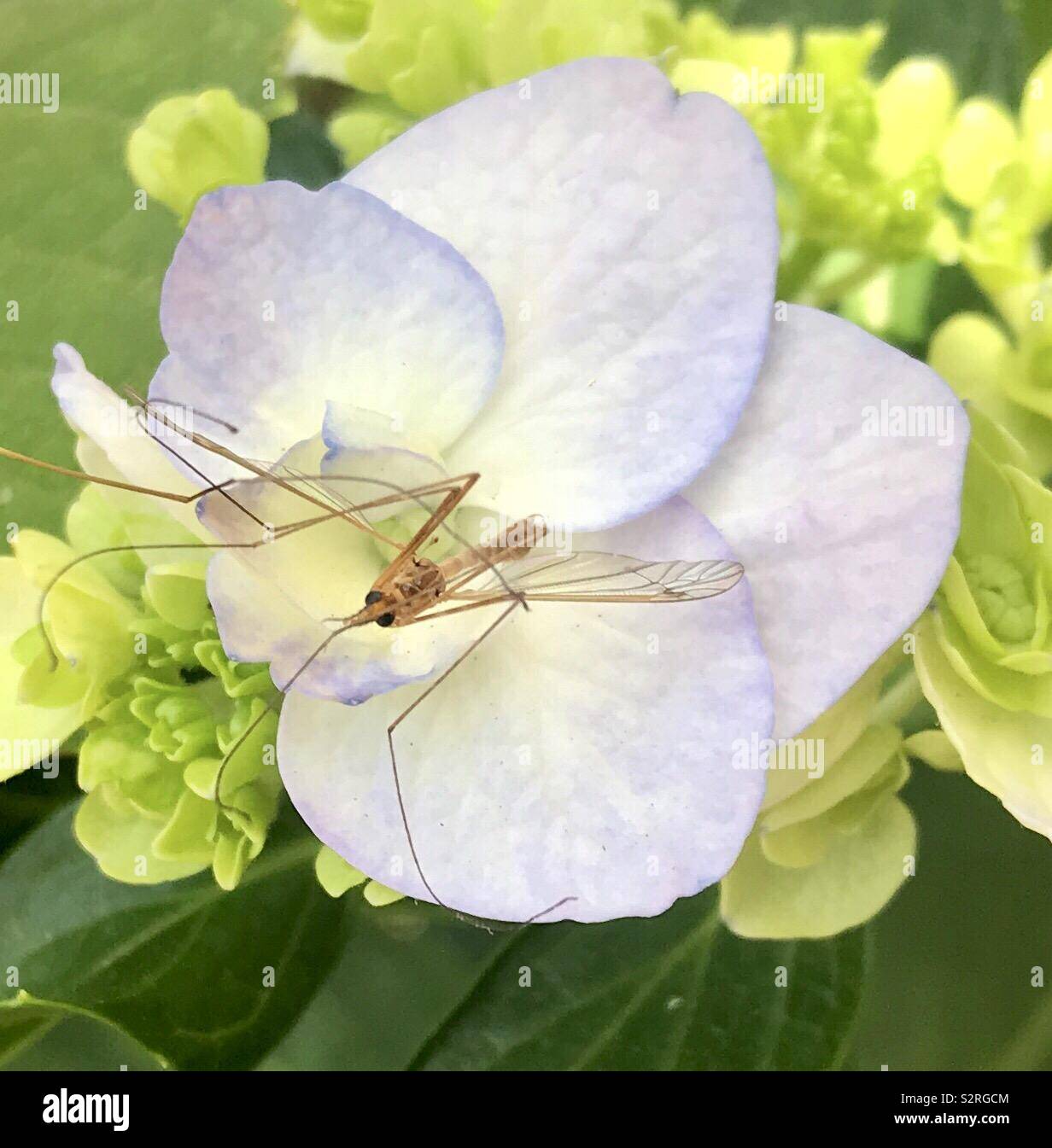 Un insecte volant qui a atterri sur une fleur blanche dans le jardin Banque D'Images