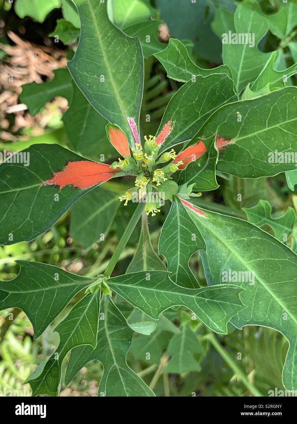 Les poinsettias sauvages poussant dans la forêt Banque D'Images