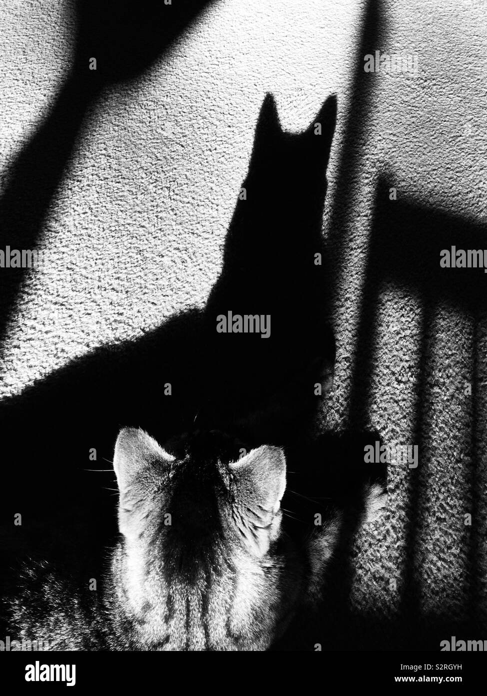 Batman Ears Banque D Image Et Photos Alamy