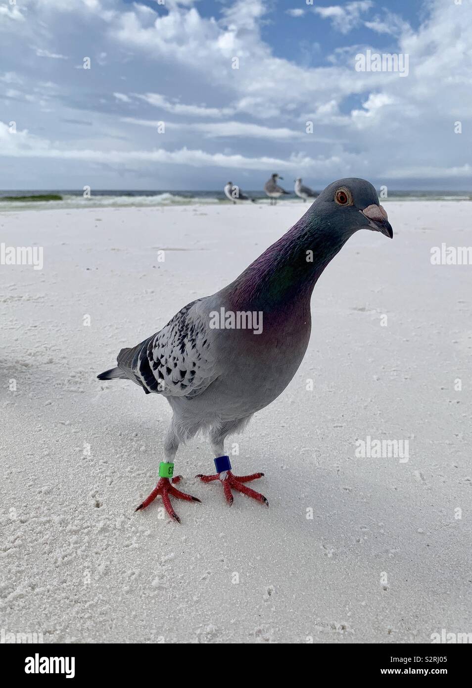 Gros plan de Pigeon à la caméra directement sur la plage de sable blanc avec Banque D'Images