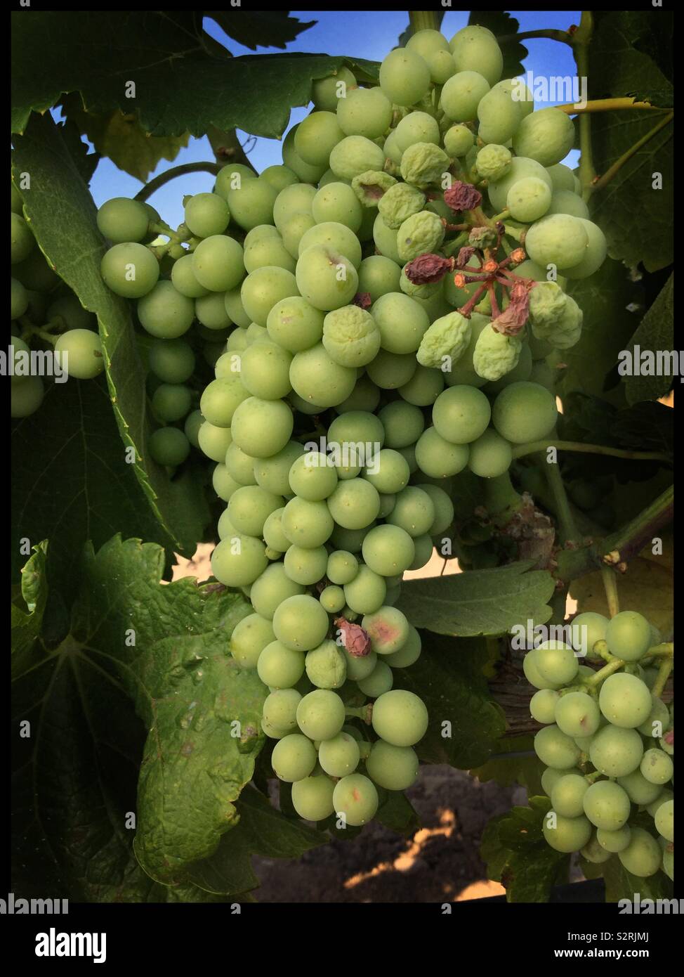Berry endommager Parellada raisin pendant la vague, en Catalogne, Espagne. Banque D'Images