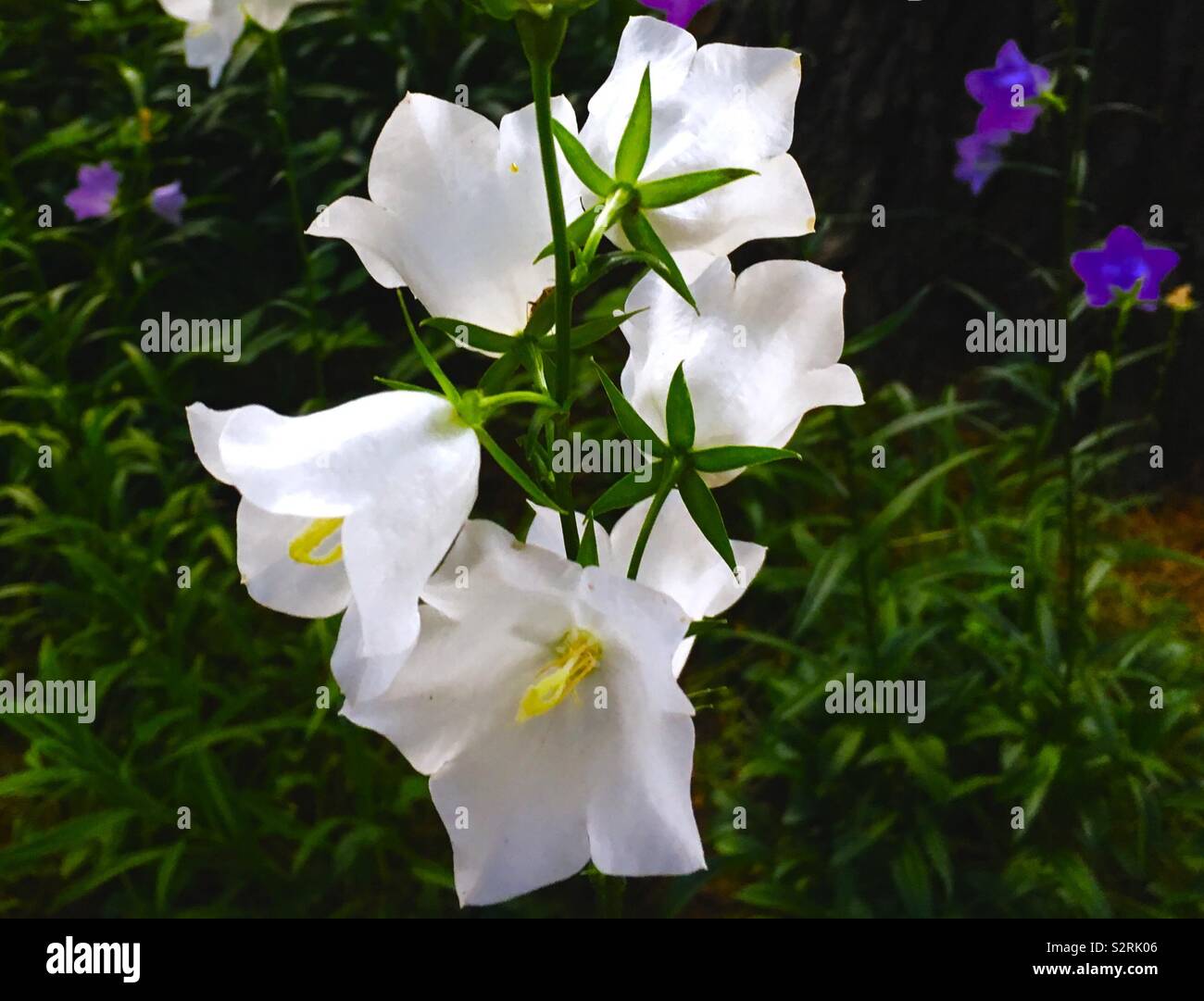 Plus de détails en premier plan de belles fleurs blanches Banque D'Images