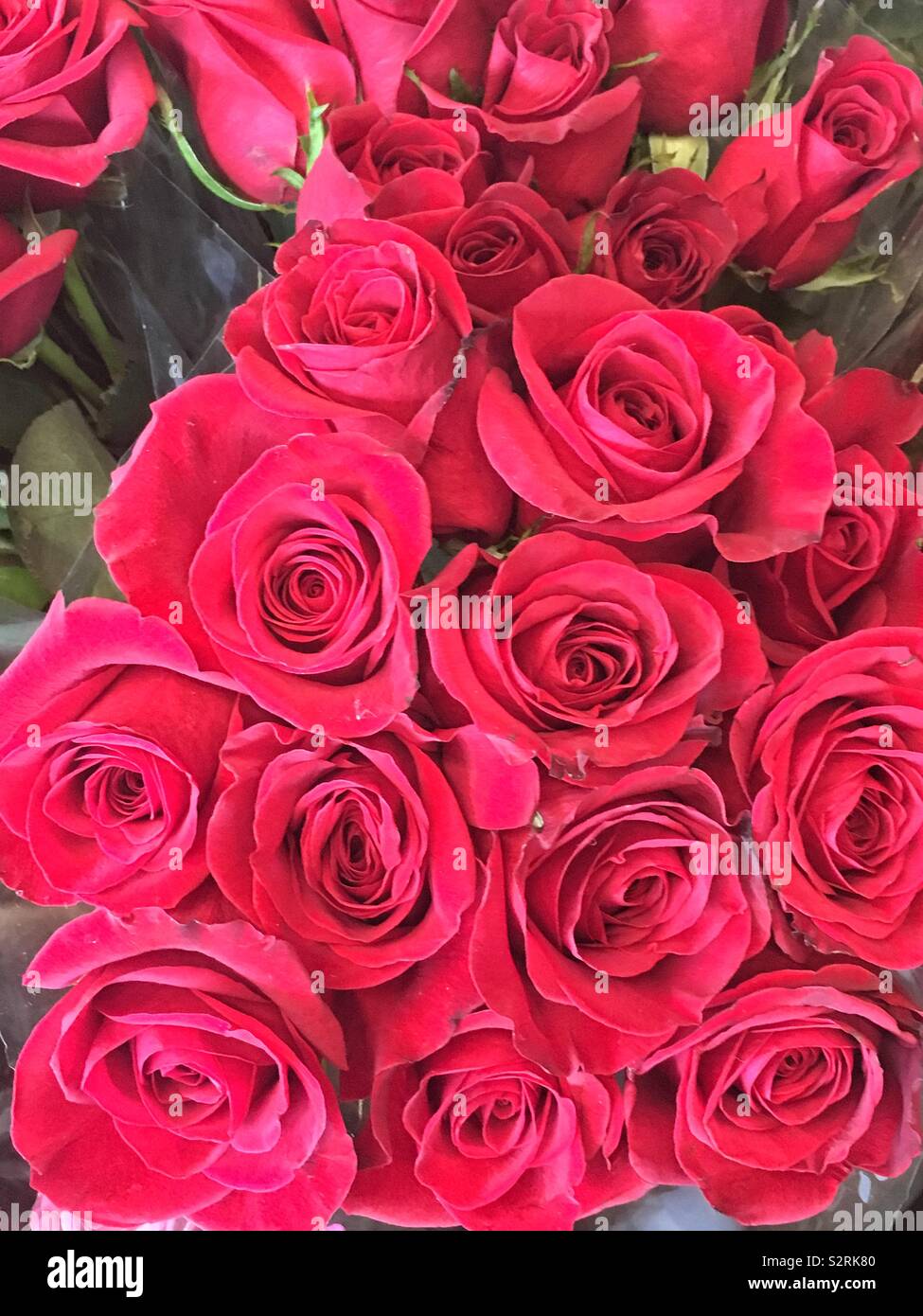Magnifique bouquet d'une douzaine de roses rouges en pleine floraison. - Image de stock capturée avec un smartphone