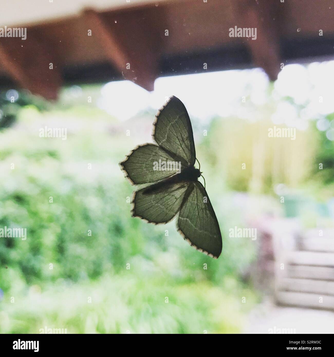Papillon sur une fenêtre - Image de stock capturée avec un smartphone