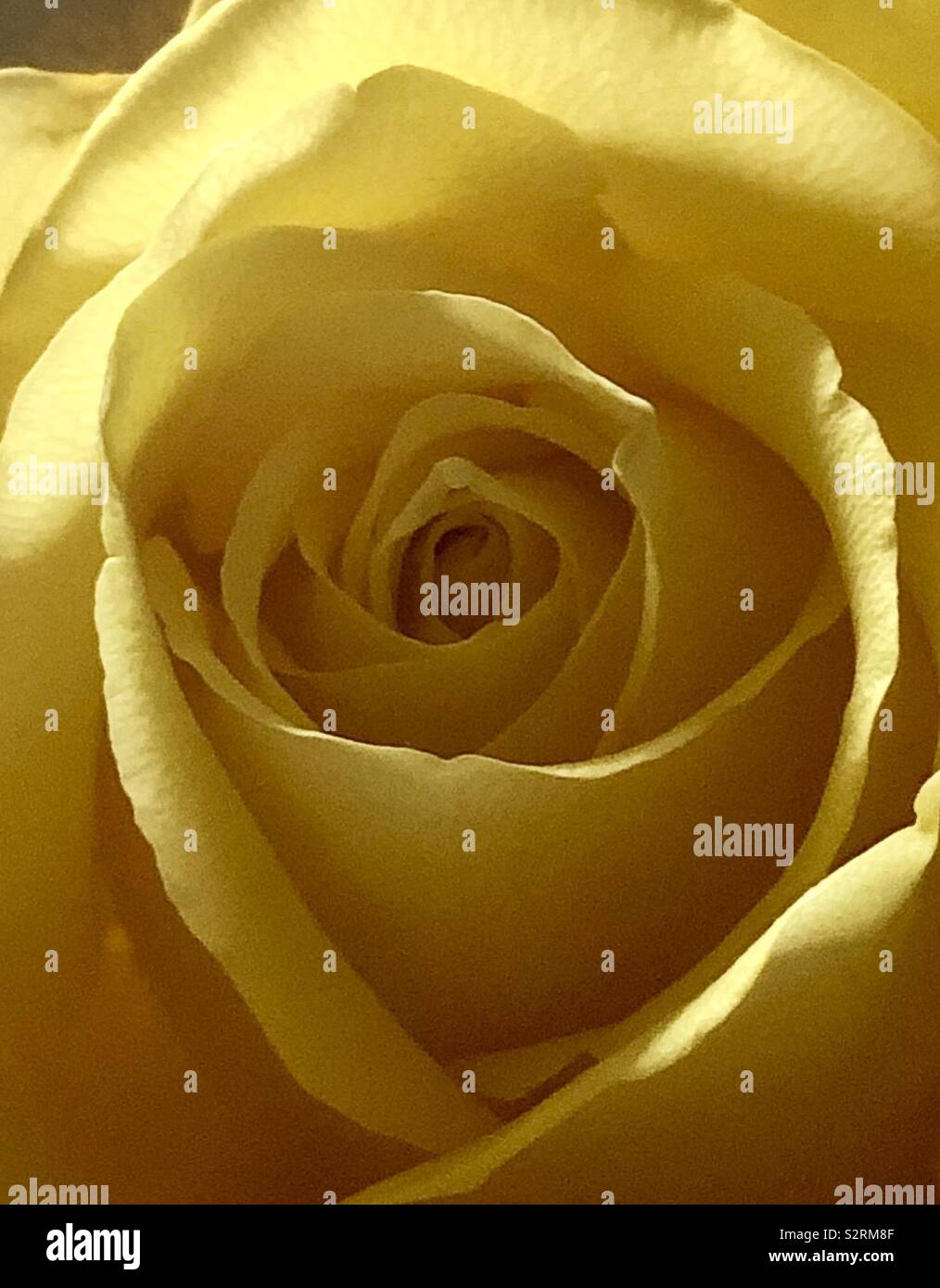Closeup détail de rose jaune Banque D'Images
