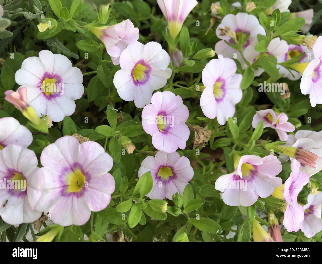 Fleurs rose clair avec centre jaune - Image de stock capturée avec un smartphone