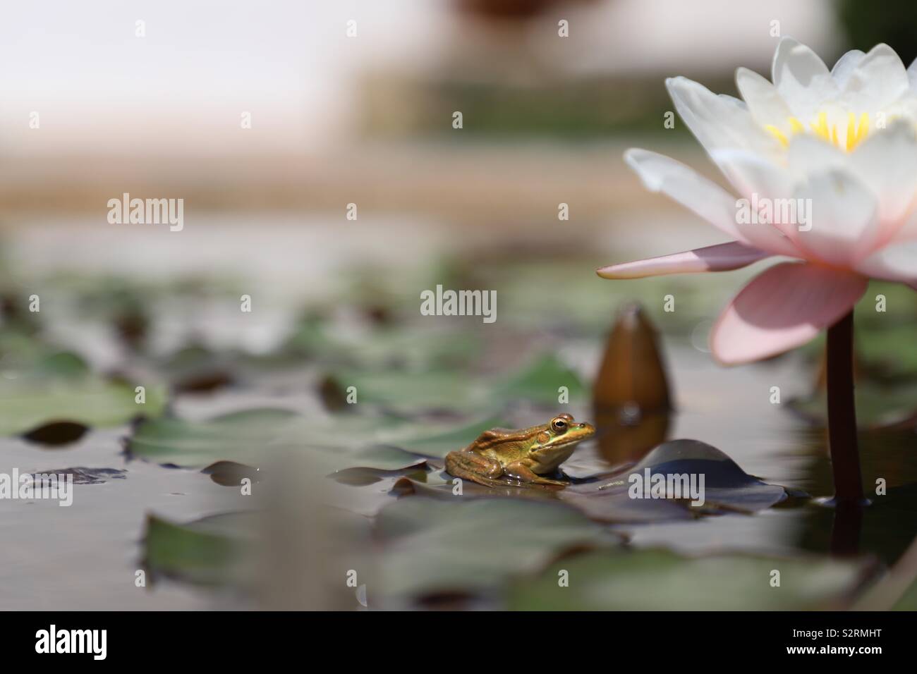 Assis sous la grenouille fleur de lotus Banque D'Images