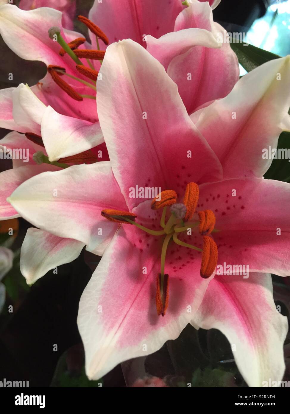 Lilium bonbini fleur, lilium orientalis Banque D'Images