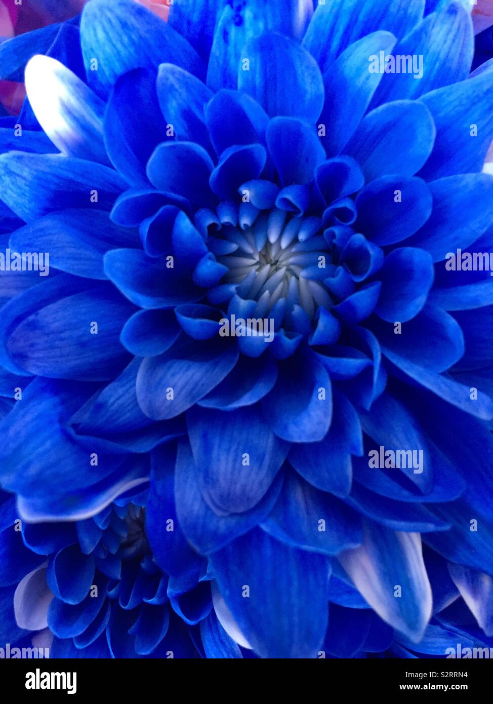 Belle couleur bleu de belles fleurs Banque D'Images