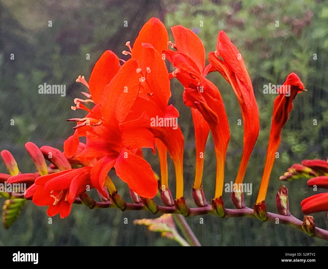 Vibrant Crocosmia Lucifer Strong Scarlet fleurit sur un fond flou. Composition florale de vue latérale pour le bien-être, marketing de marque de jardinage floral. - Image de stock capturée avec un smartphone
