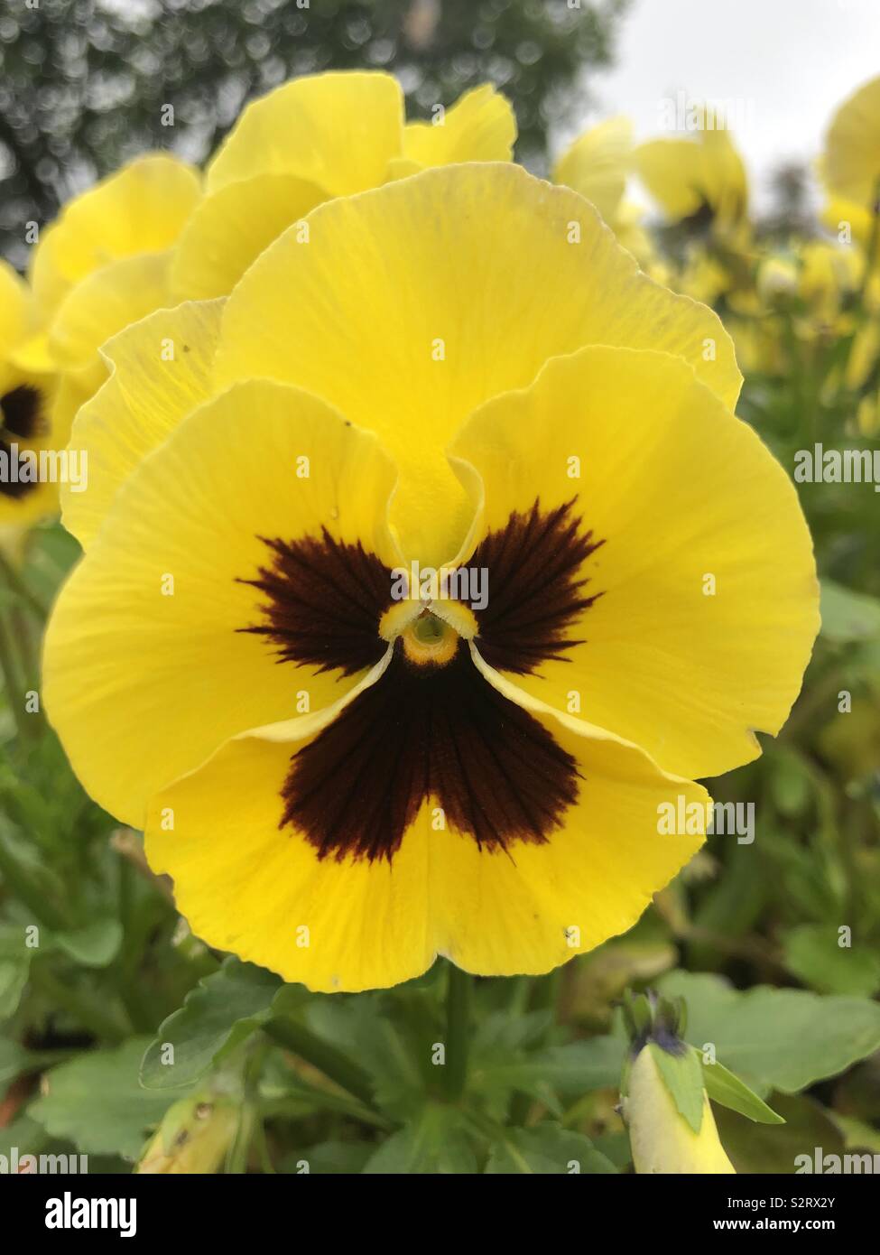 Fleur jaune pansy Banque D'Images