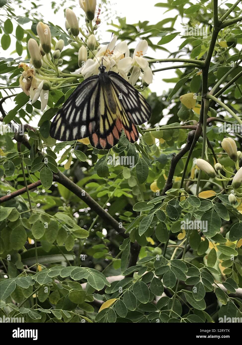 Papillon dans la plante de batteur - monarque papillon Photo Stock - Alamy