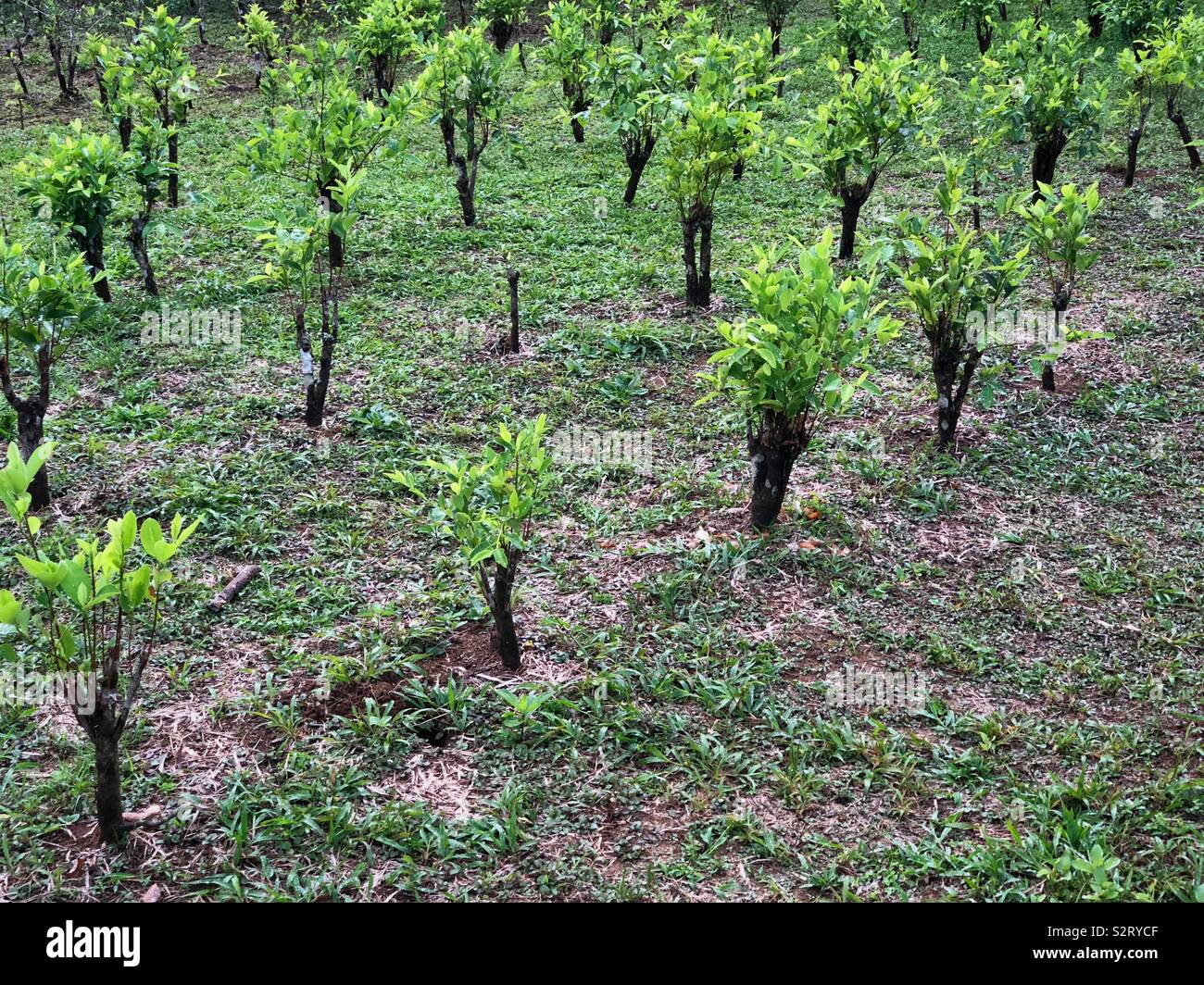 Coca, source de la feuille de coca est utilisée comme remède pour soroche mal de l'altitude de plus en plus d'un jardin au Pérou Pérou l'Amérique du Sud. Banque D'Images