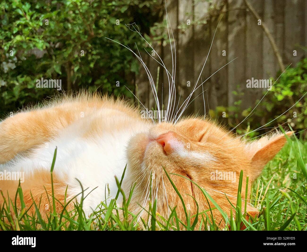 Ginger Tom cat détente dans l'été Banque D'Images