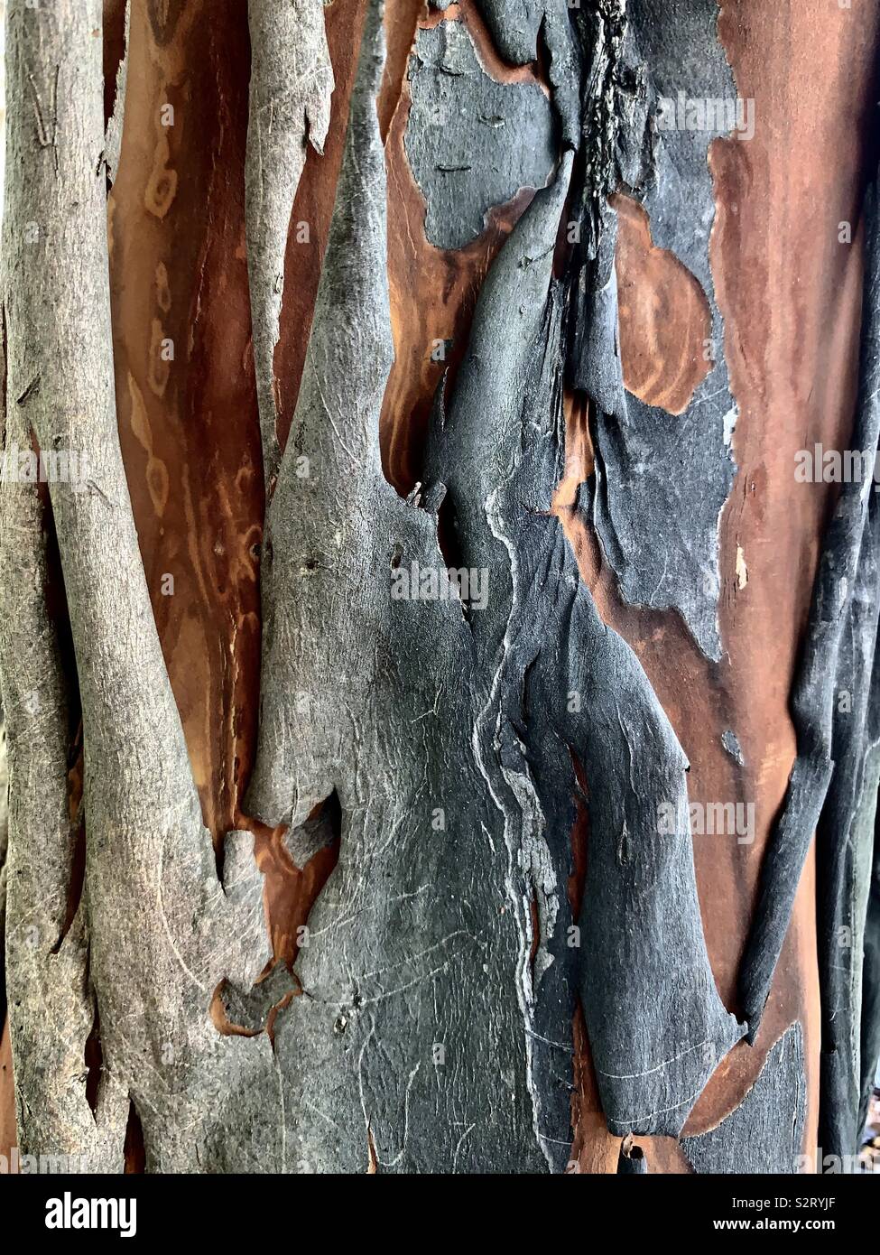 Résumé de l'écorce sur un arbre de déroulage Banque D'Images