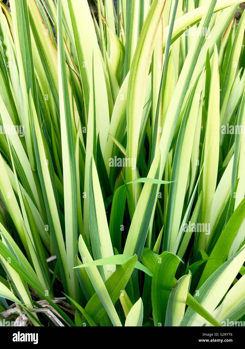 Les feuilles de l'iris, Plantes de bassin - Image de stock capturée avec un smartphone