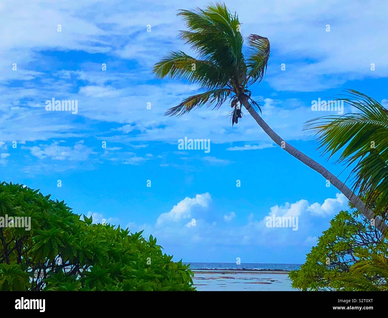 Un cocotier arbre sur un petit îlot du Pacifique Sud ou motu au Blue Lagoon, l'atoll de Rangiroa, Tuamotu Islands ( archipel des Tuamotu), Polynésie française. Banque D'Images