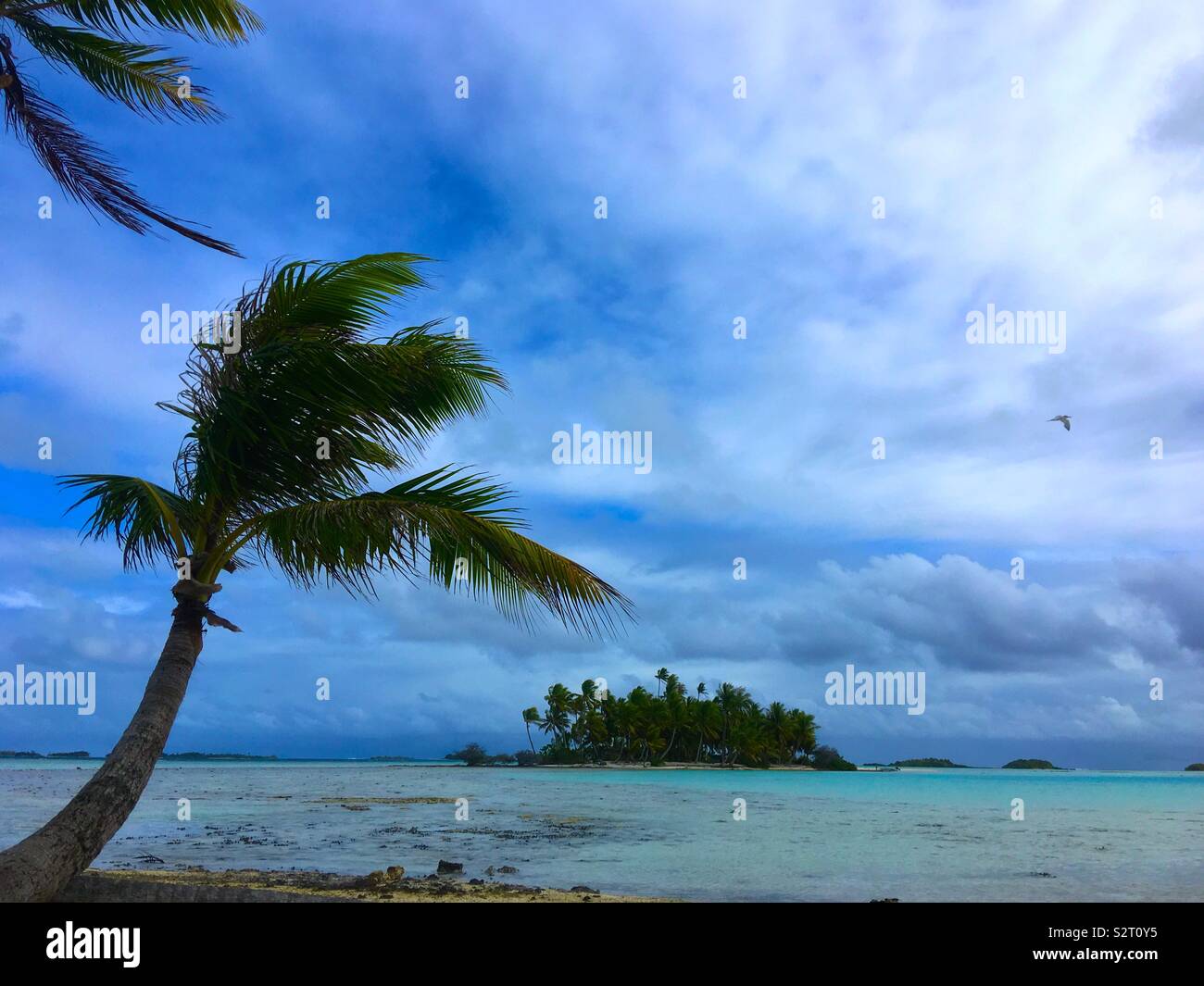 Un cocotier sur un îlot (motu) du Blue Lagoon, Rangiroa, Tuamotu, îles Tuamotu (Polynésie française). D'autres îlots ou motus peut être vu à l'horizon. Banque D'Images