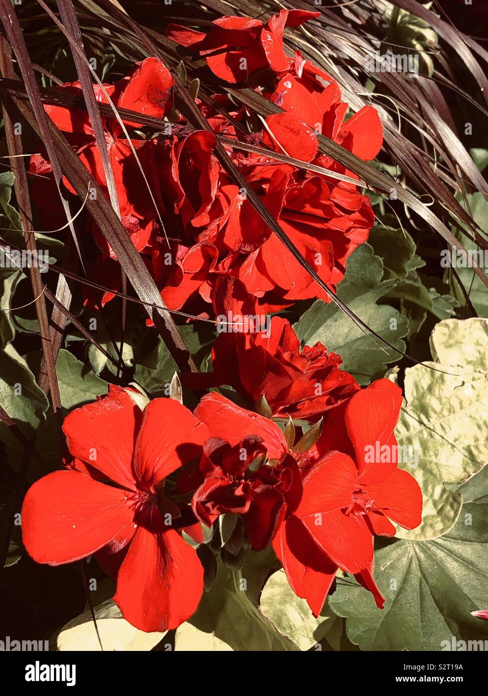 Close up de bégonias rouge vif Banque D'Images