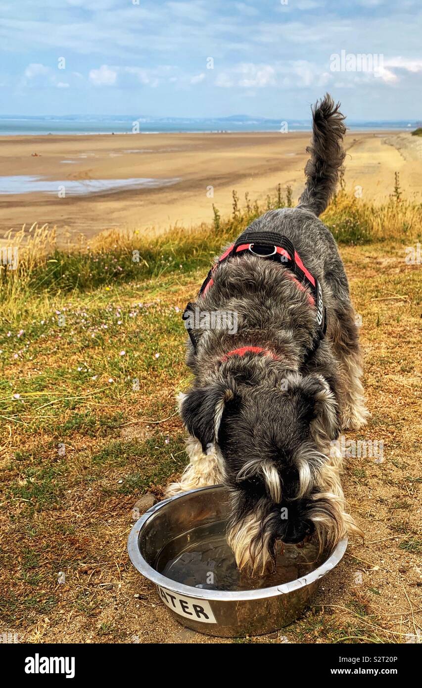 Chien Schnauzer nain à partir de la cuvette d'eau potable près de Sker beach South Wales Banque D'Images
