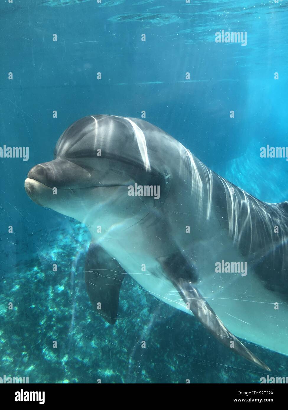 Dolphin dans le réservoir Banque D'Images