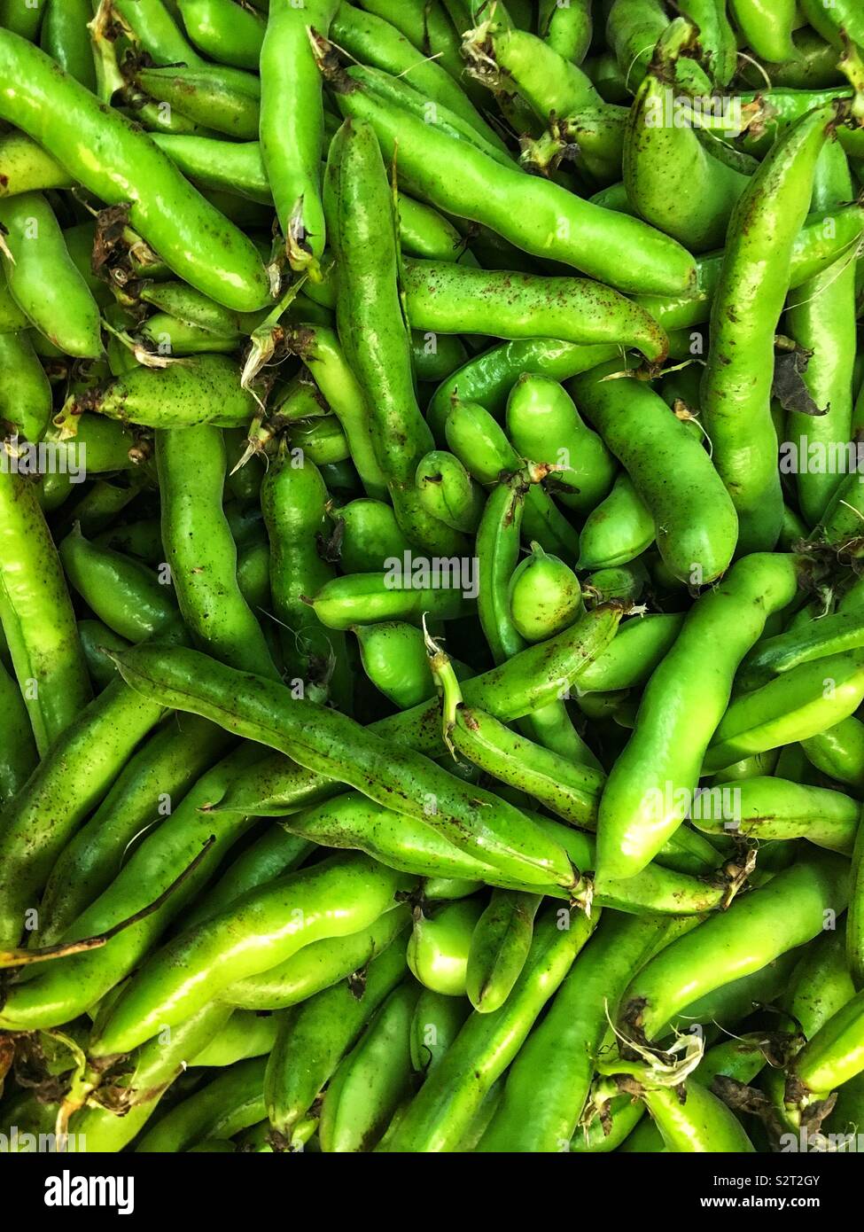 Farm Fresh ripe green brut Vicia faba, fèves, féveroles, fève. - Image de stock capturée avec un smartphone