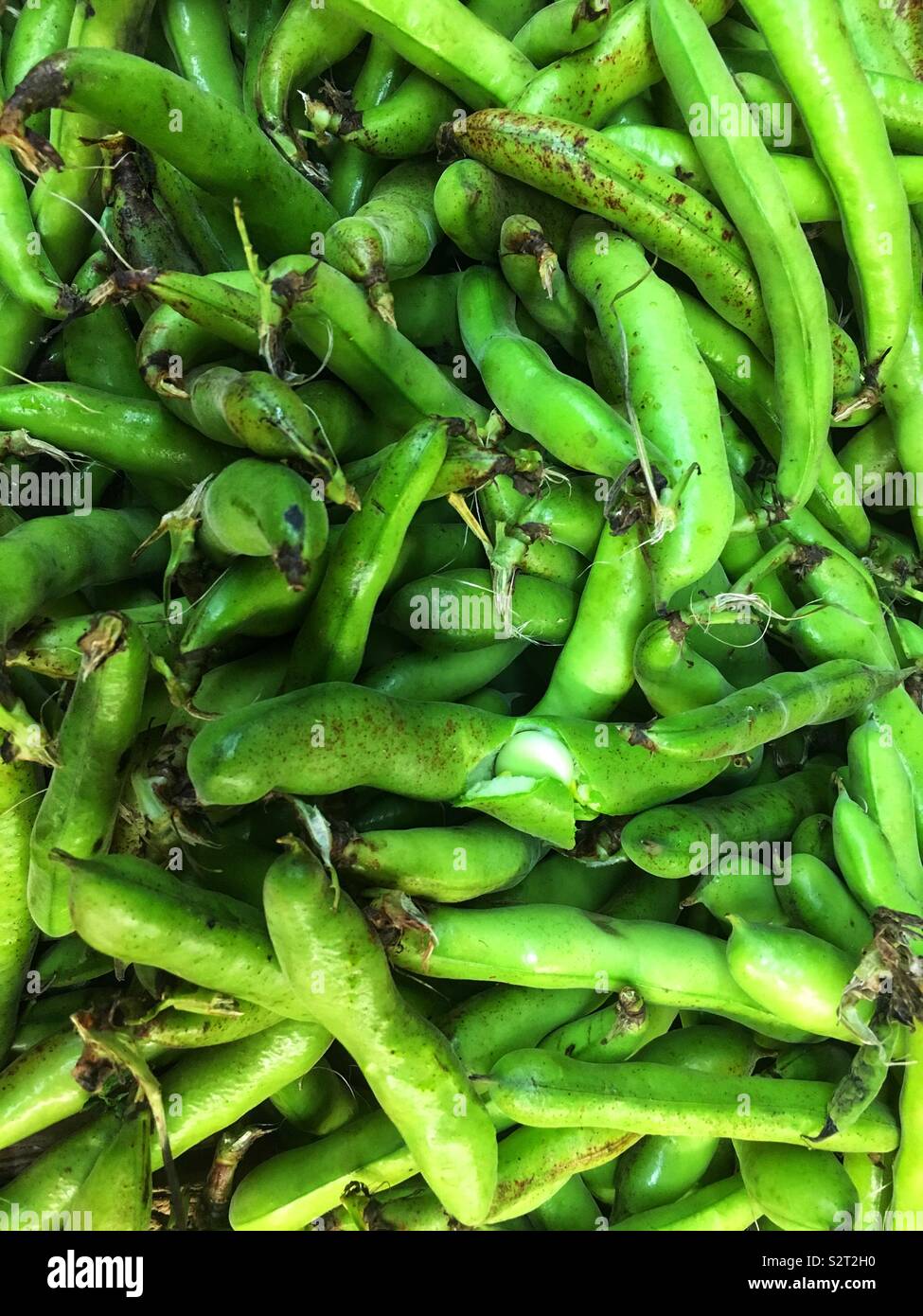 Full Frame of farm fresh fèves, féveroles, fèves, Vicia Fava. - Image de stock capturée avec un smartphone