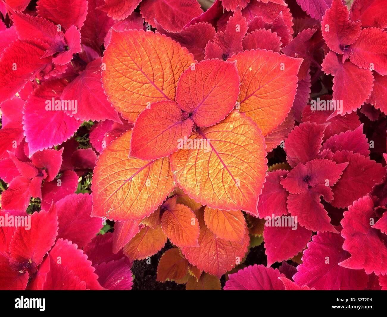 L'usine de Coleus feuillage lumineux montrant en rose et jaune orange Banque D'Images