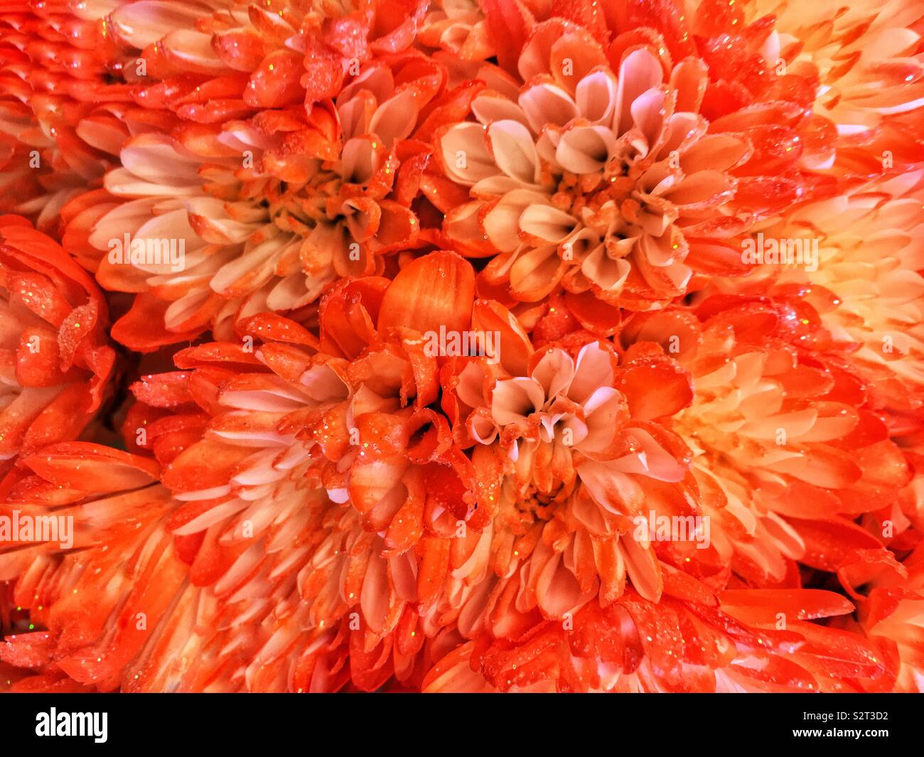 Magnifique bouquet de chrysanthèmes orange et jaune. Banque D'Images