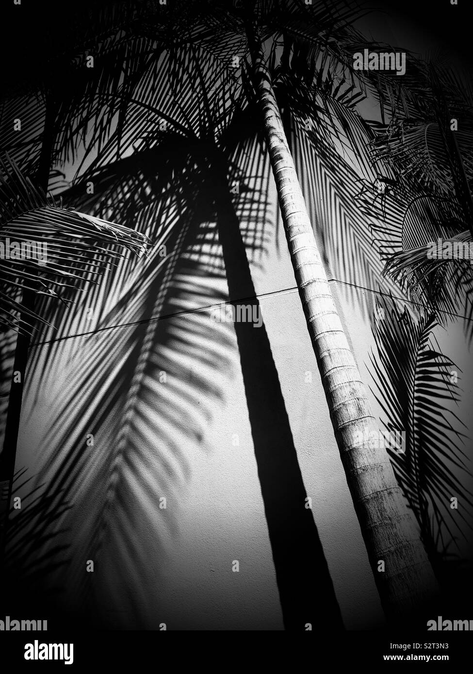 Palmier et ombres sur un mur, Los Angeles, Californie, USA. Banque D'Images