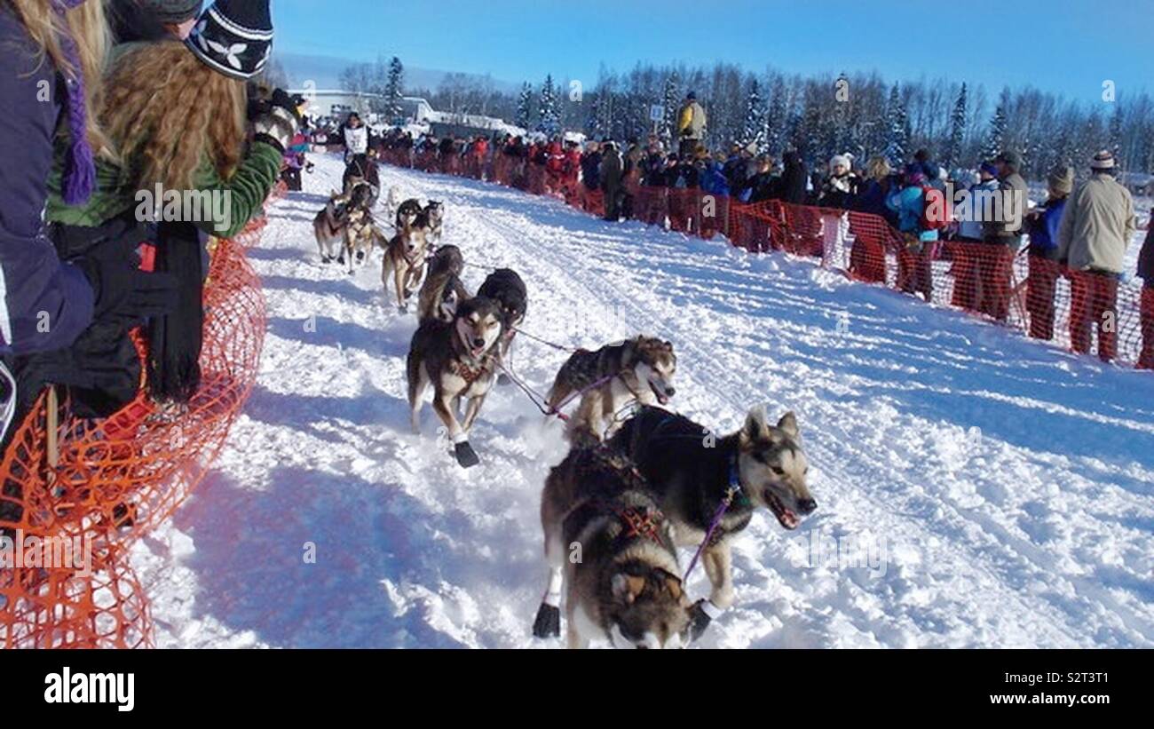 Belle course de traîneaux dans la course Iditarod en Alaska. Banque D'Images