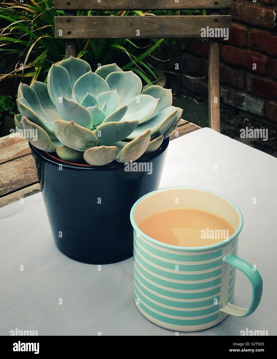 Catégorie : la plante dans un pot sur une table de jardin avec une tasse de thé. Banque D'Images