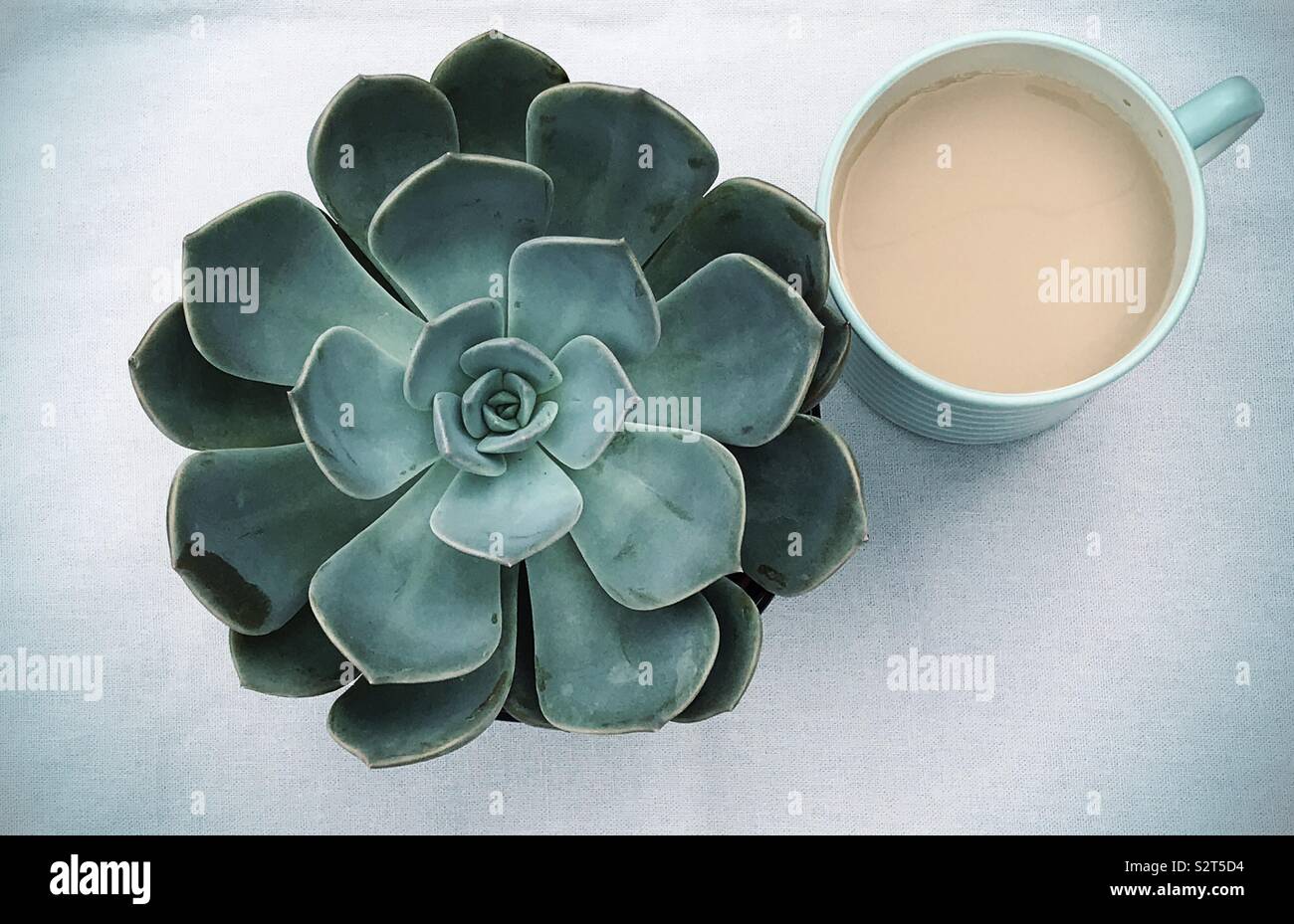 Vue de dessus d'un mur à côté d'une tasse de thé sur une nappe gris. Banque D'Images