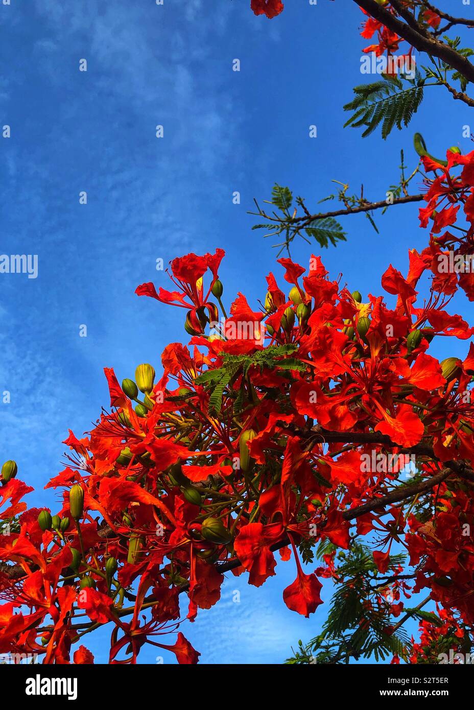 Branche de l'arbre flamboyant sur fond de ciel bleu. Banque D'Images