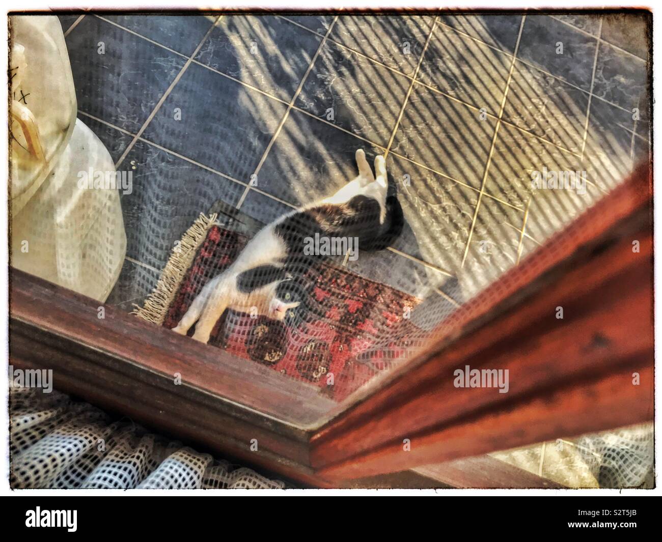 Cat lying on mat à l'extérieur de porte avant. Banque D'Images