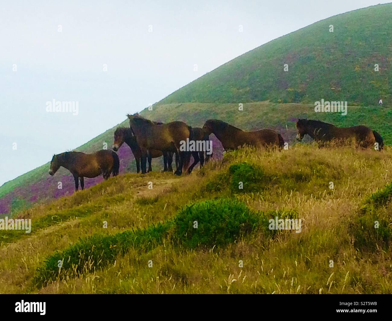 Poneys Exmoor près de Lynmouth Banque D'Images