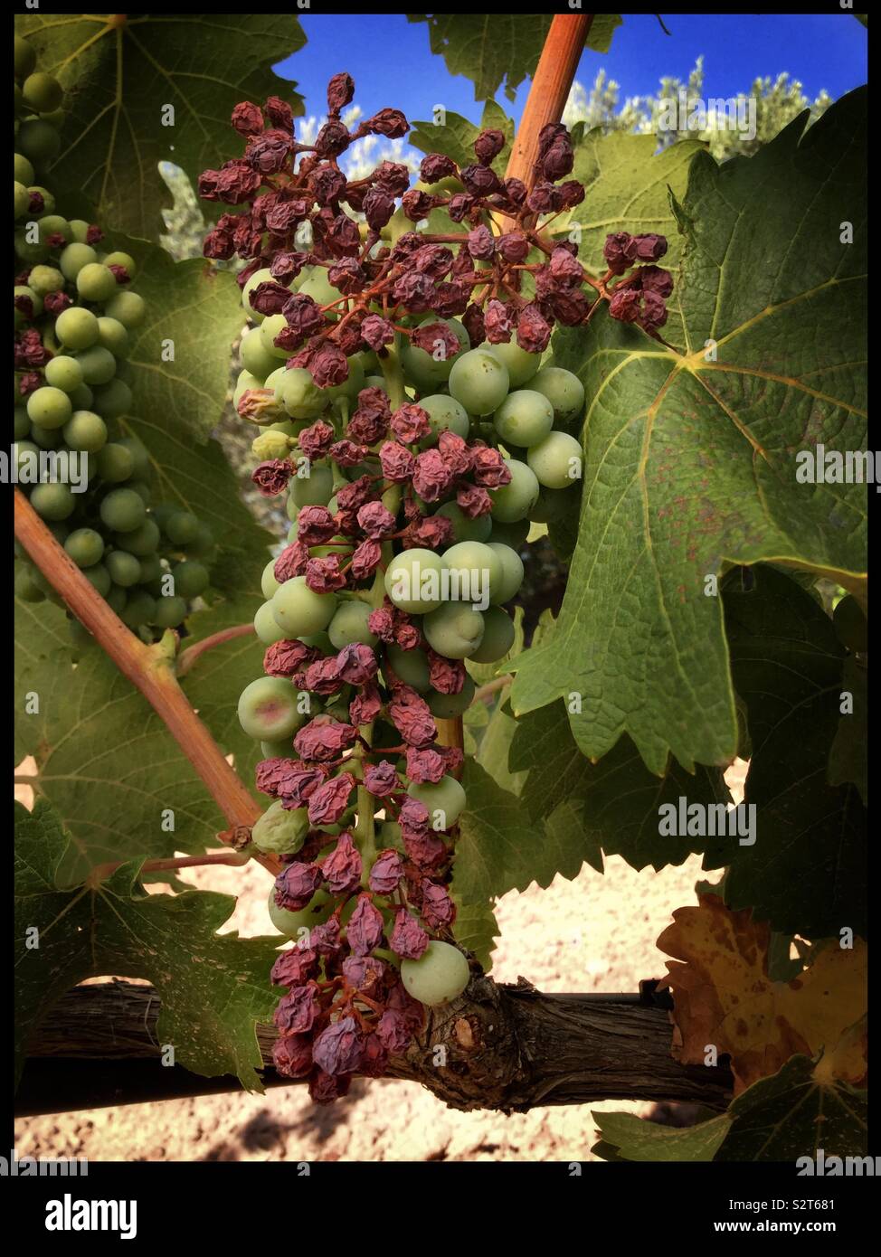 Raisins Viognier touchés par la canicule dans un vignoble en Catalogne, Espagne. Banque D'Images