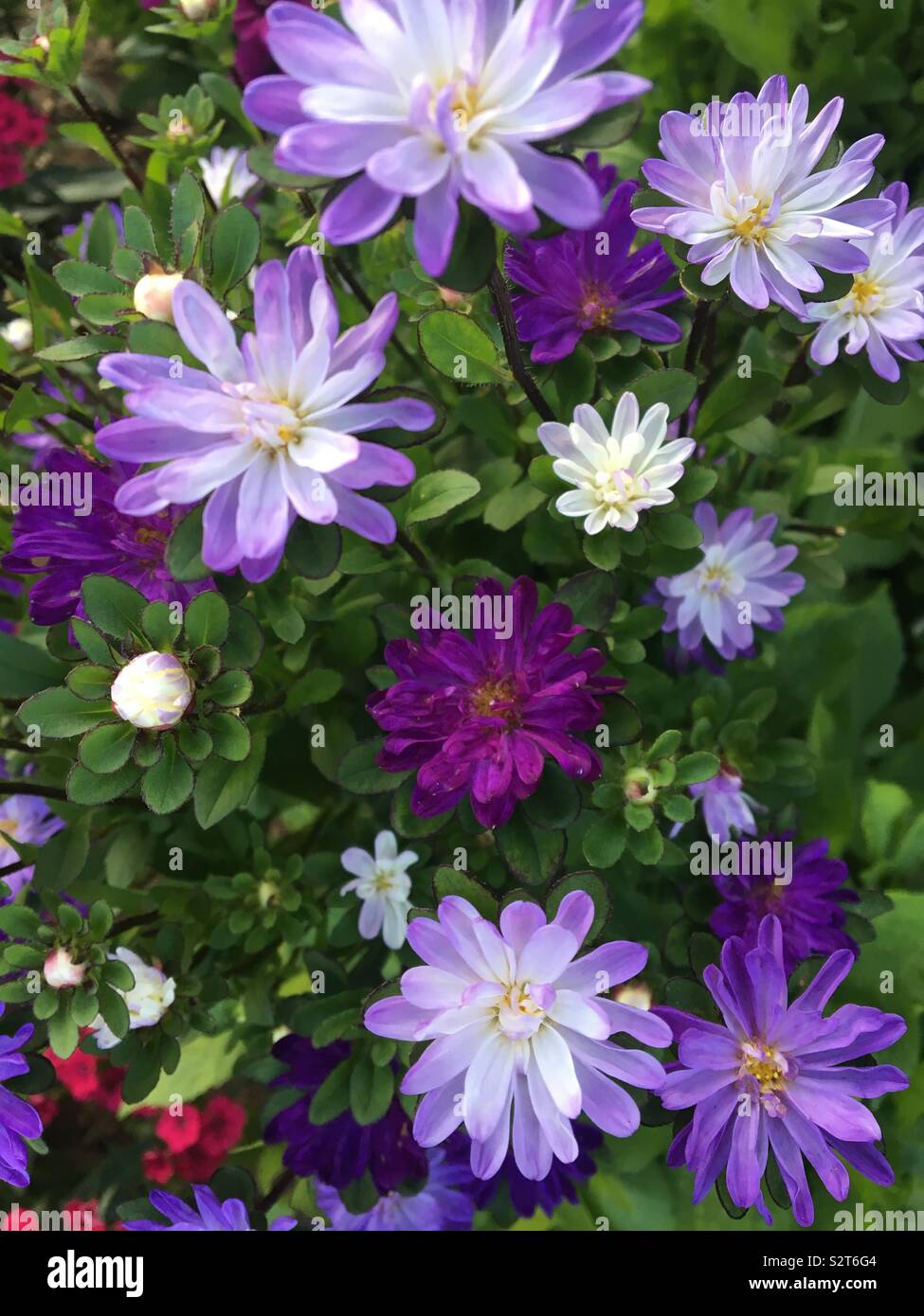 Fleurs violettes en jardin d'été - Image de stock capturée avec un smartphone