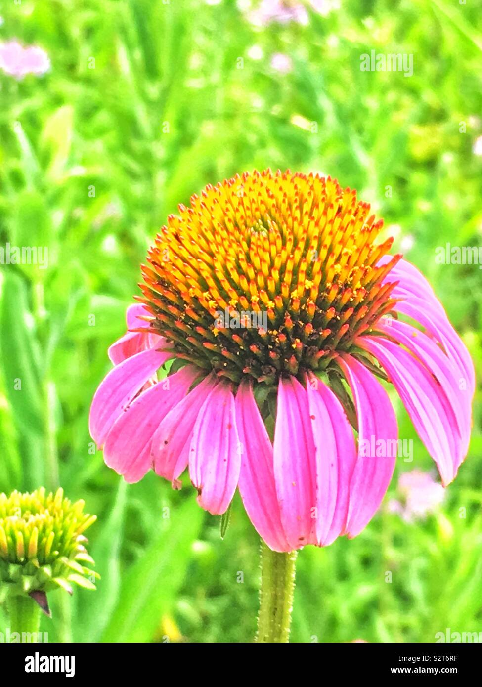 Belle fleur rose, Echinacea purpurea, l'Est de l'échinacée, échinacée, hérisson ou l'échinacée, surexposée. Banque D'Images