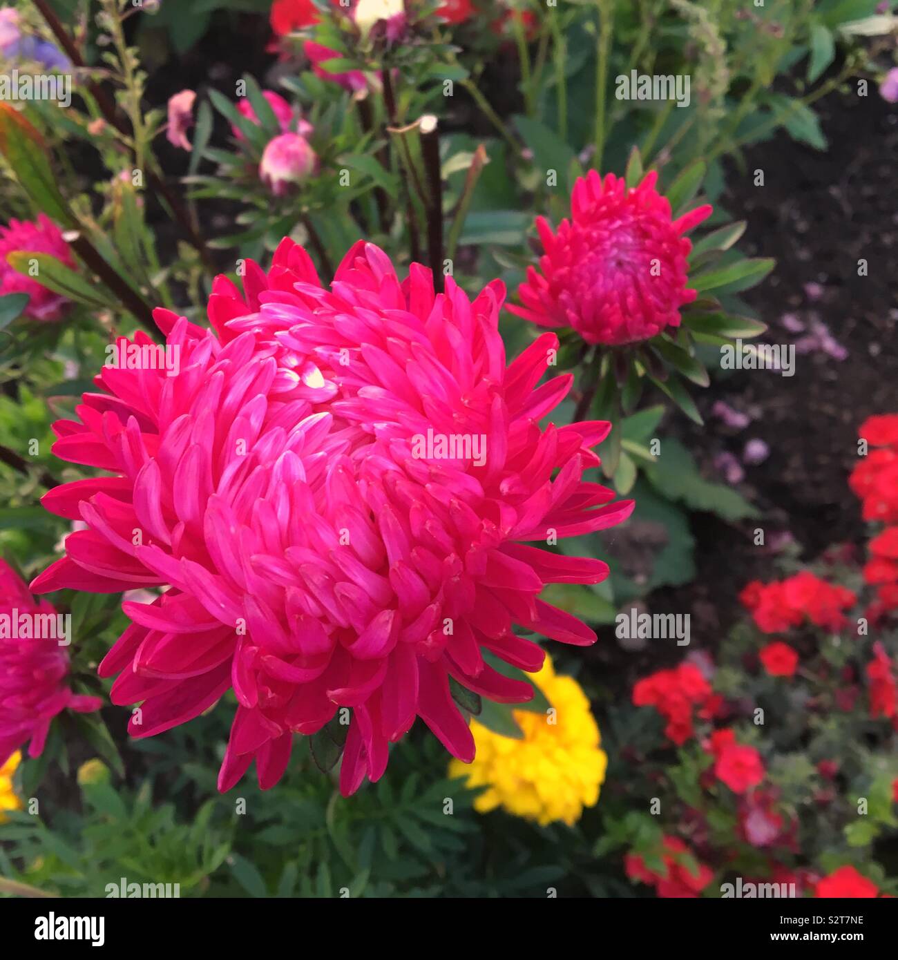 Fleurs roses - Image de stock capturée avec un smartphone