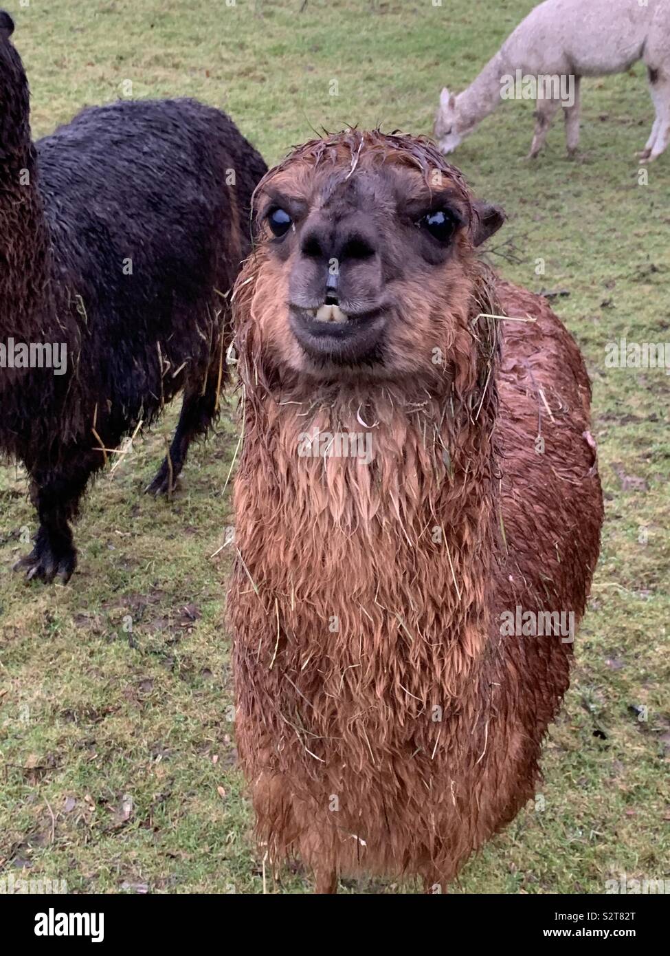 Un Drole De Lama Photo Stock Alamy