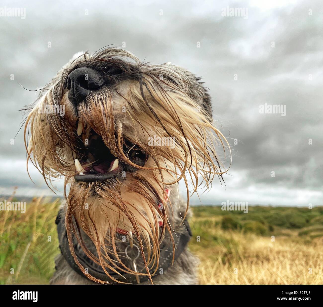 Chien Schnauzer nain avec du sable dans les dents montrant barbe Banque D'Images