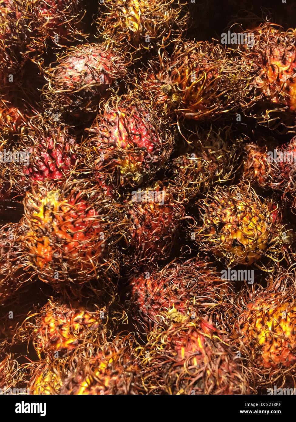 Ramboutan Nephelium lappaceum mûrs, tropical, des baies et des graines. Banque D'Images