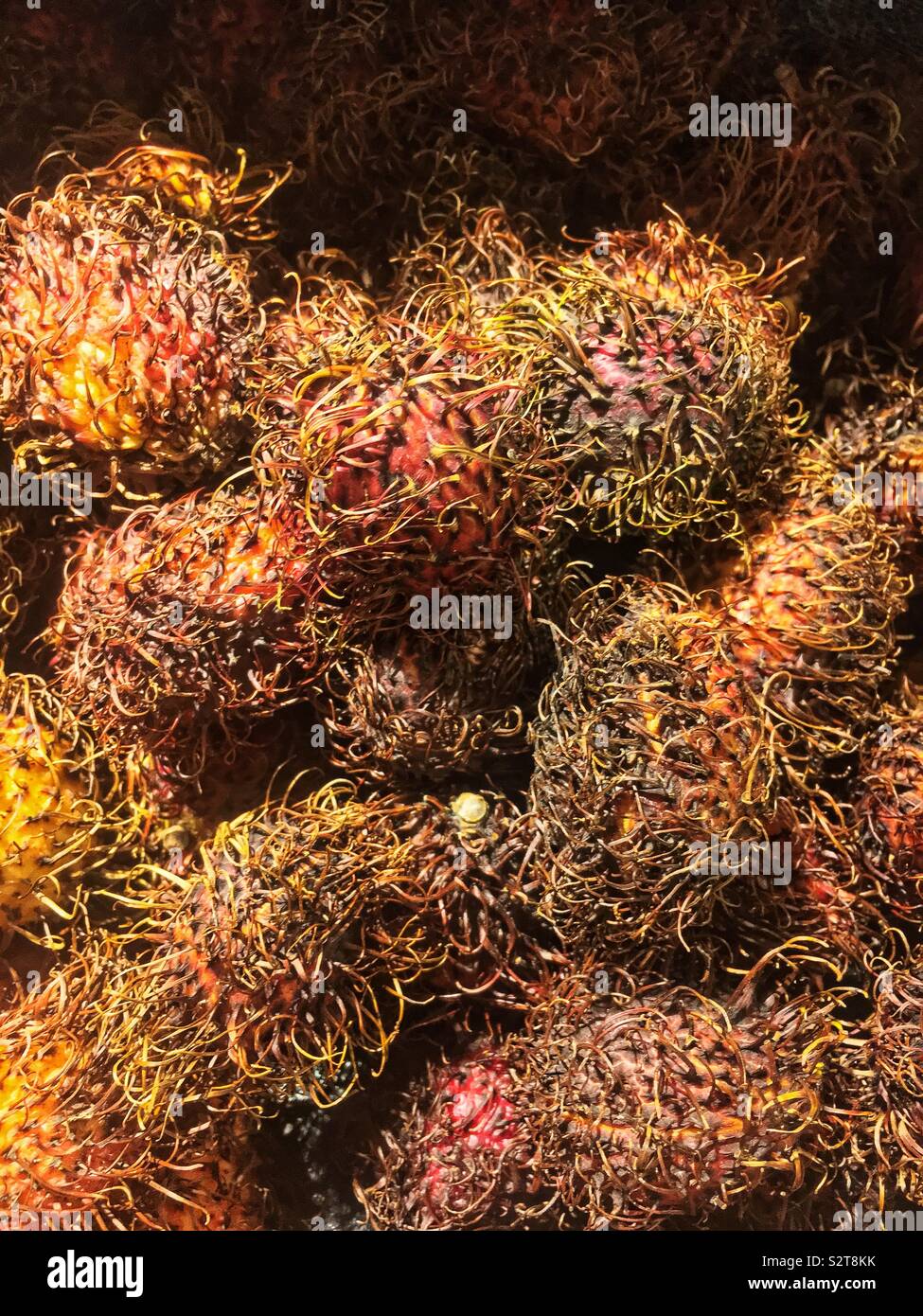 Ramboutan Nephelium lappaceum mûrs, tropical, des baies et des graines. Banque D'Images