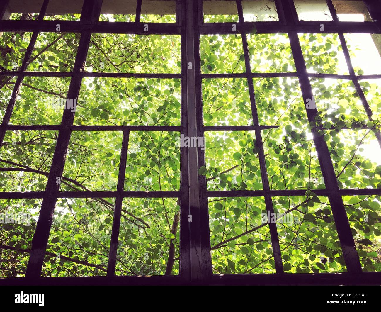 Tree derrière une vitre cassée - Image de stock capturée avec un smartphone