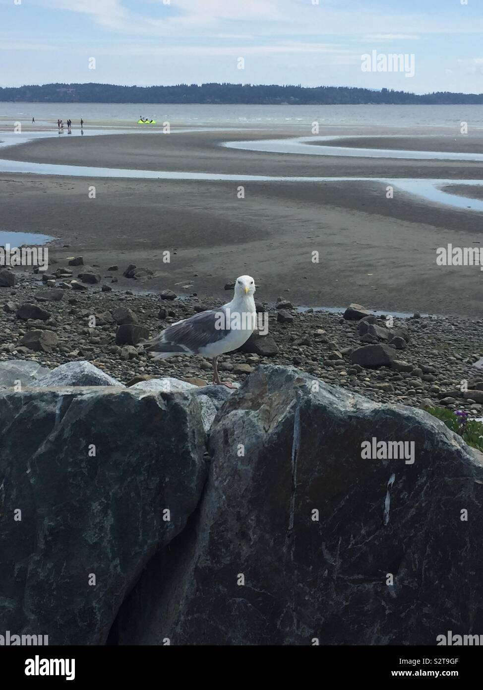 Seagull on Rocks White Rock BC Juillet 2019 Banque D'Images