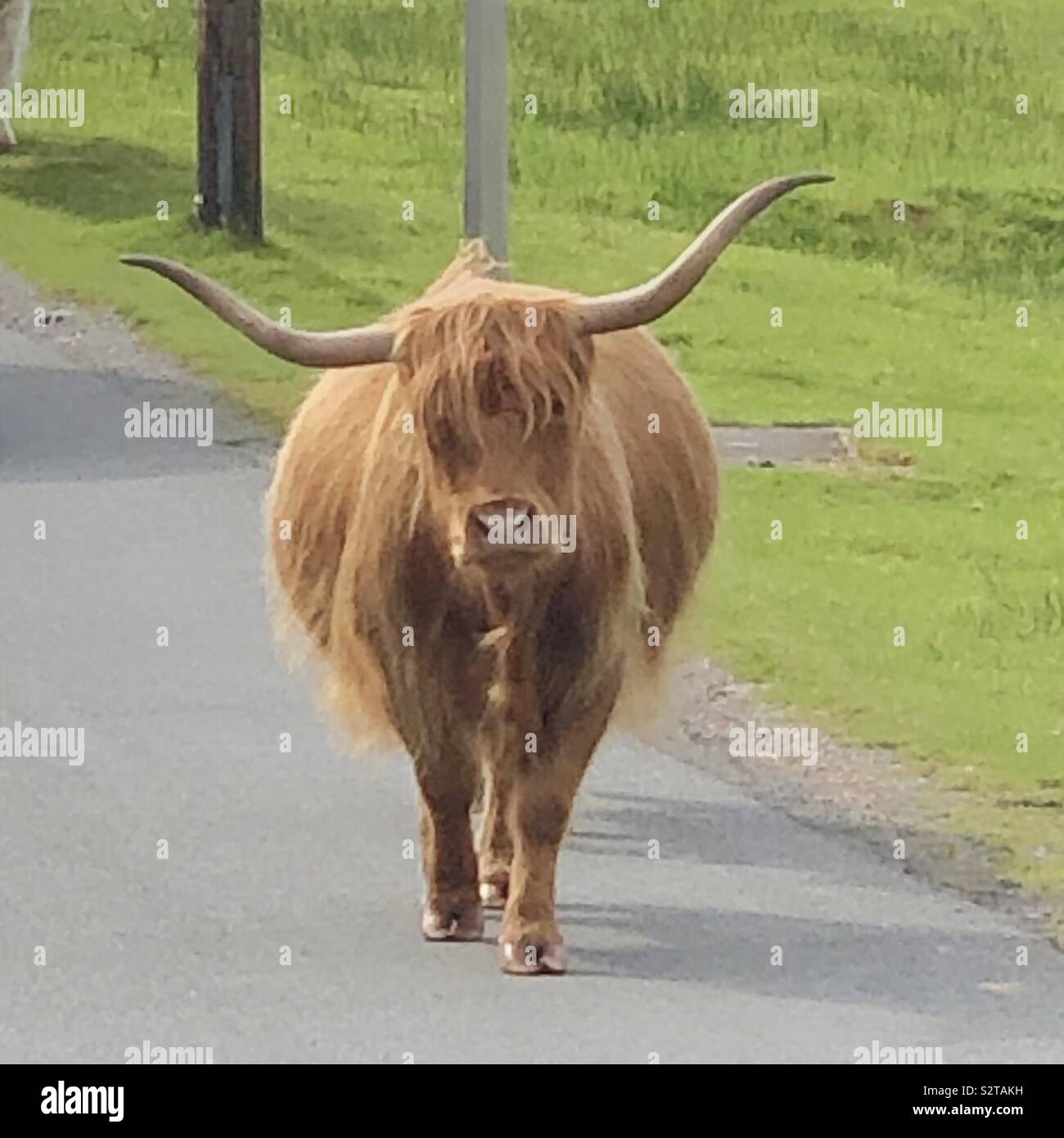Vache Highland errant sur la route Banque D'Images