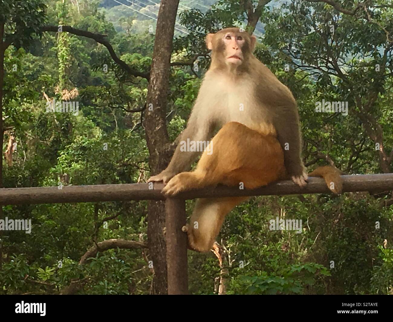 Un singe sauvage en dehors de Hong Kong City. Banque D'Images