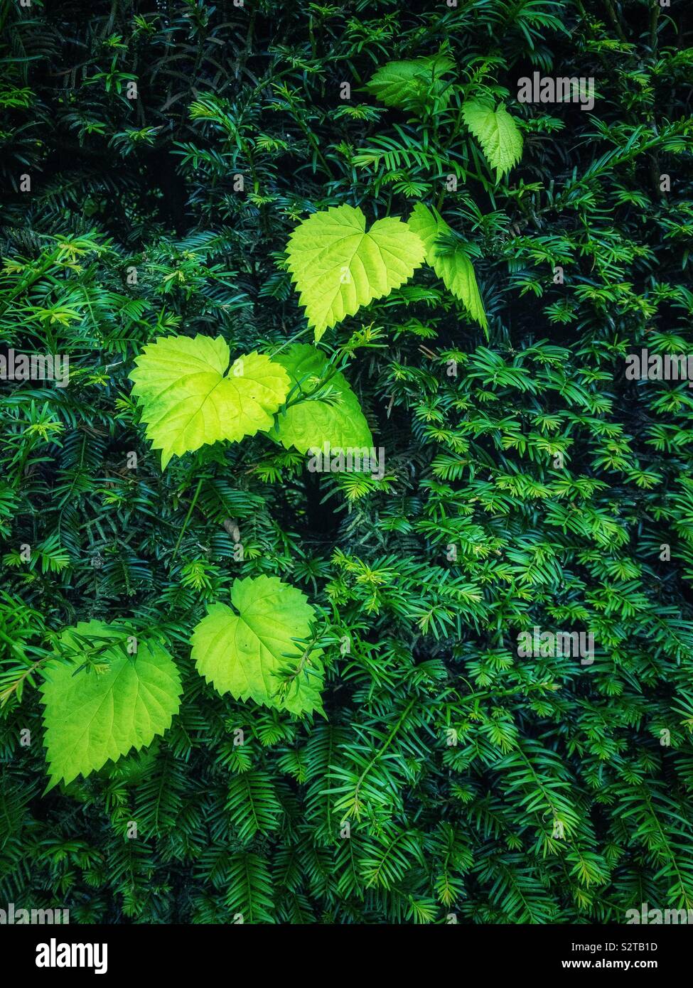 Les feuilles en forme de coeur grandir une haie d'if. Banque D'Images